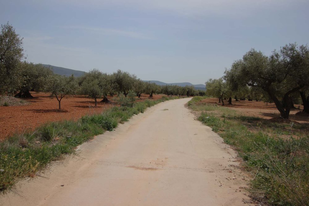 camino olivos milanarios