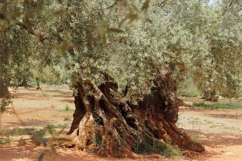 olivos milenarios