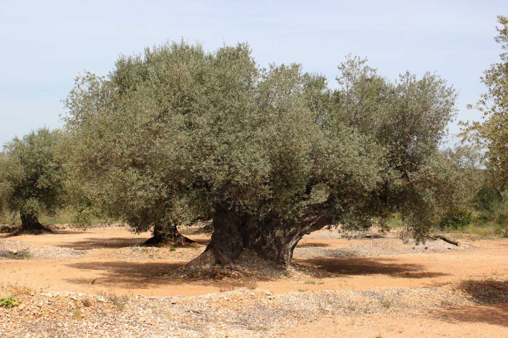 olivos milenarios