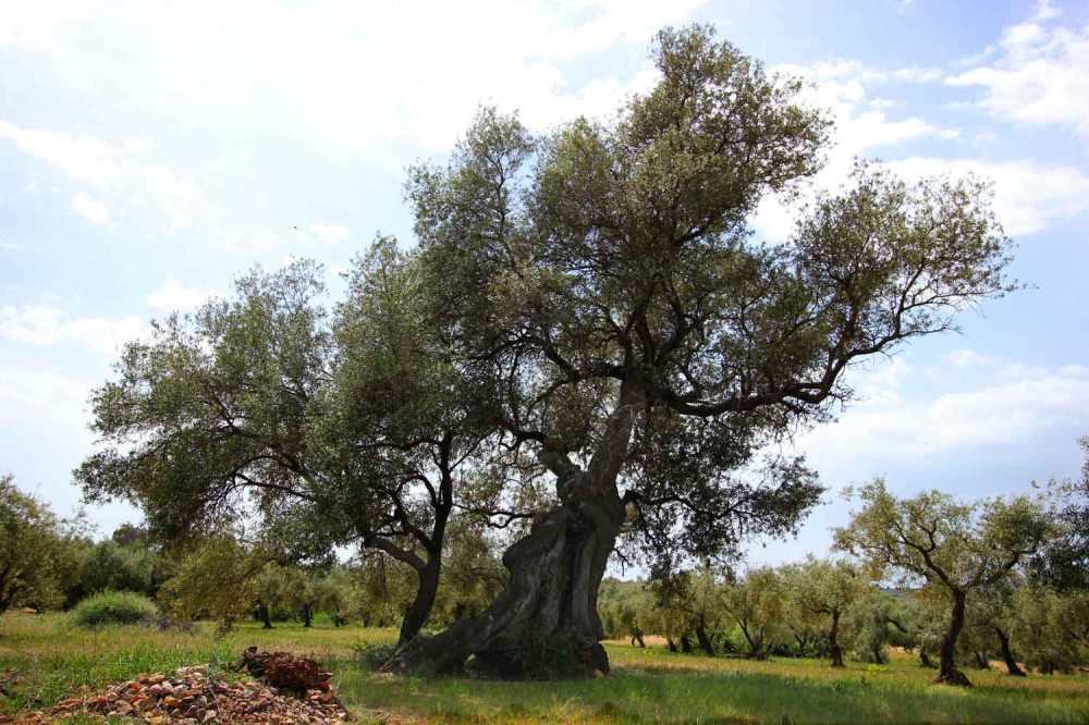 olivos milenarios
