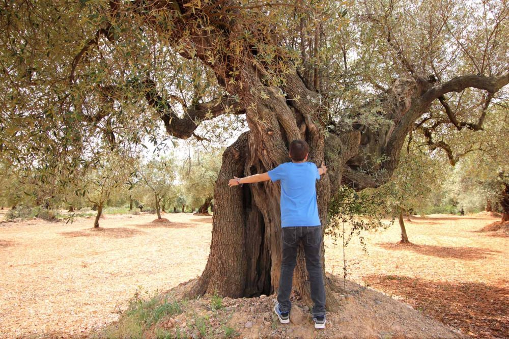 olivos milenarios